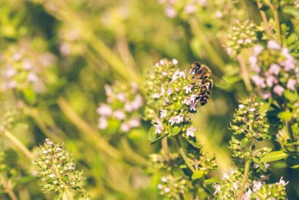 蜂蜜好きなら知っている、花によって異なる特徴と効能